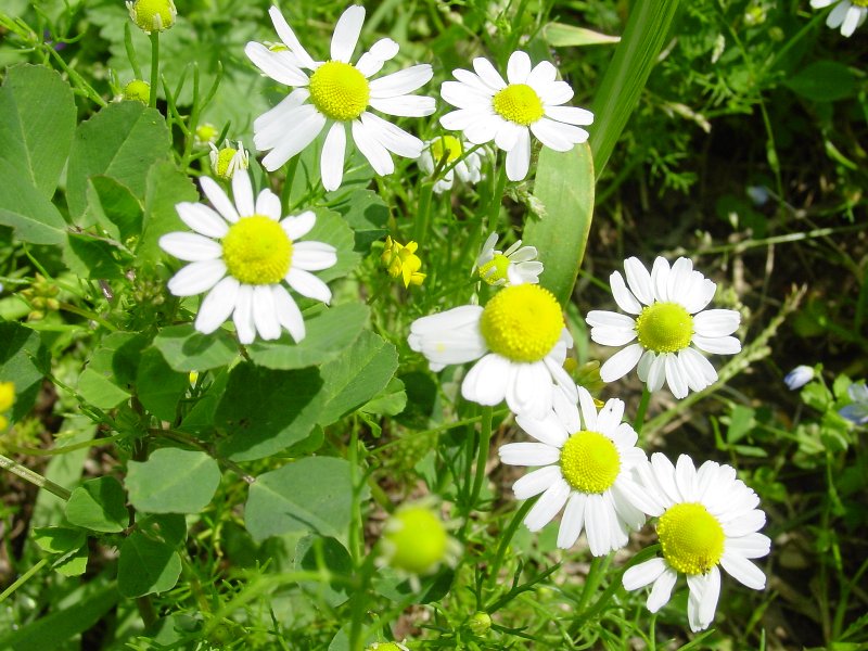 Matricaria chamomilla / Camomilla comune