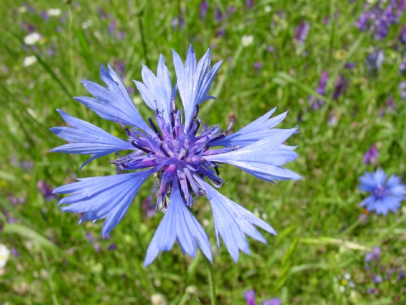 Centaurea cyanus / Fiordaliso vero