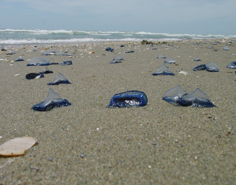 Cnidaria - Velella velella (Linn, 1758)