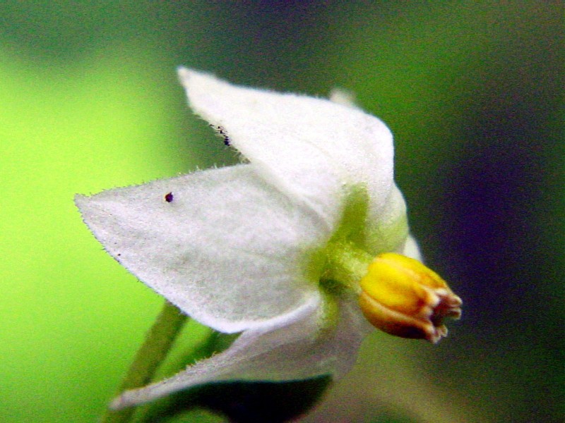 Solanum nigrum / Morella comune, Erba morella