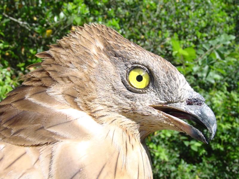 Falco pecchiaiolo - Pernis apivorus