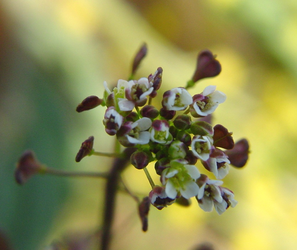 Capsella rubella / Borsapastore rosata