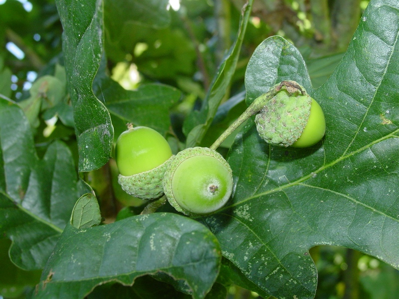 Quercus robur / Farnia o Quercia comune