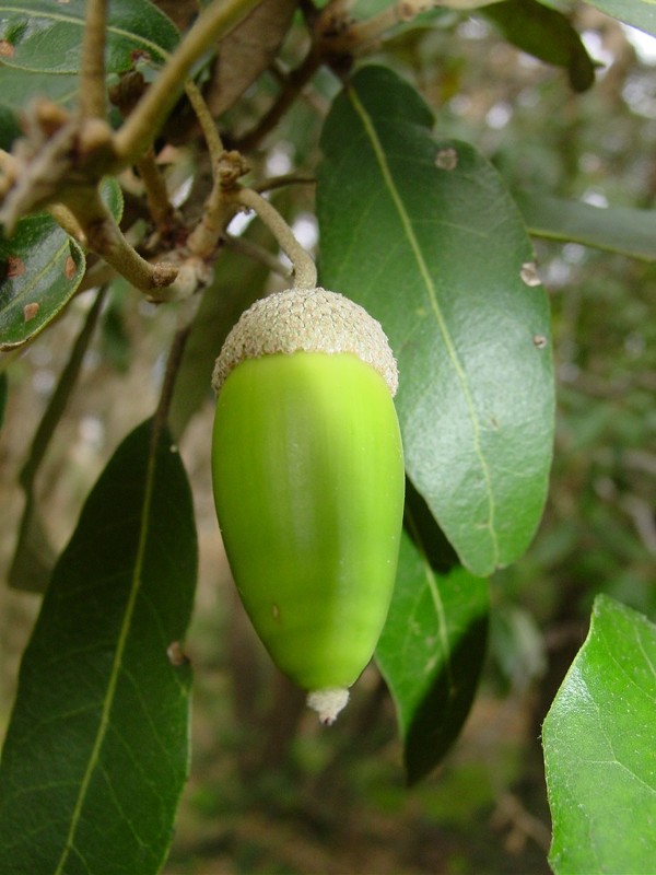 Querce sempreverdi