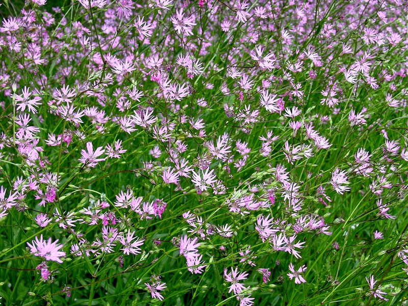 Lychnis flos-cuculi / Crotonella Fior di cuculo