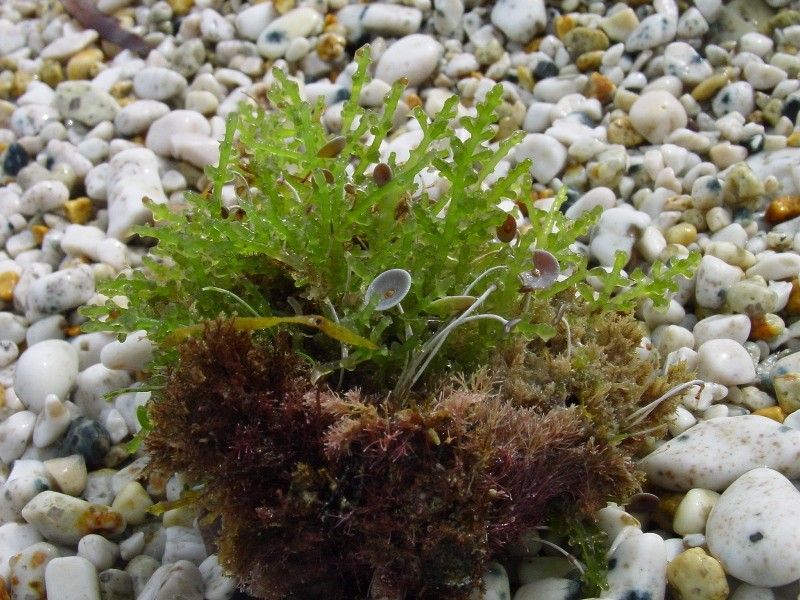 Acetabularia acetabulum e Caulerpa racemosa