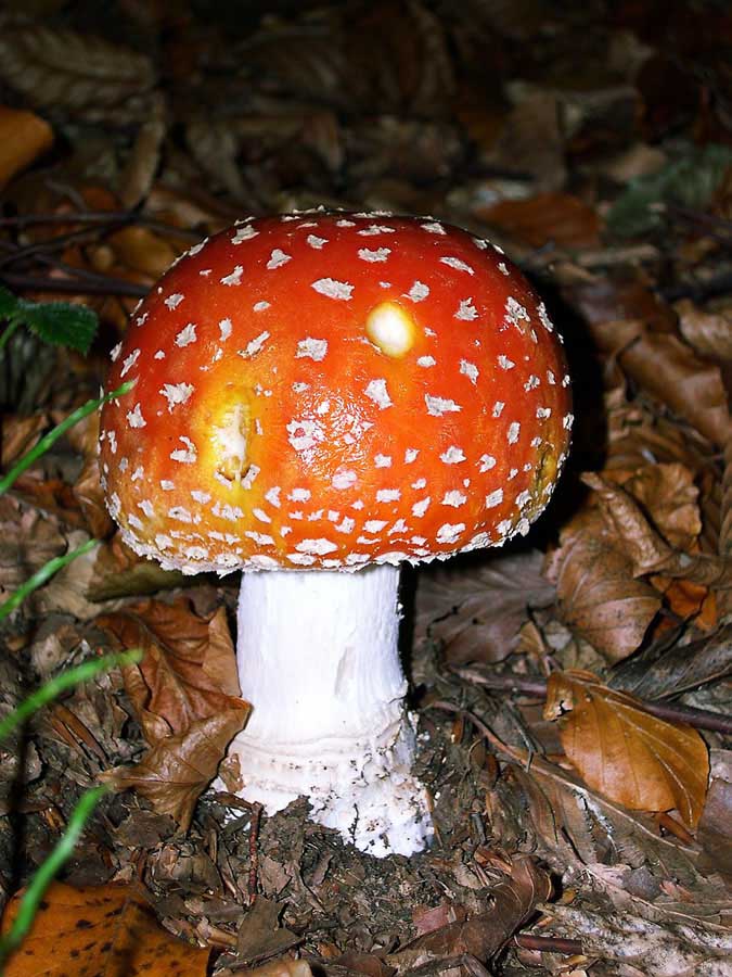 Amanita muscaria. Velenoso.