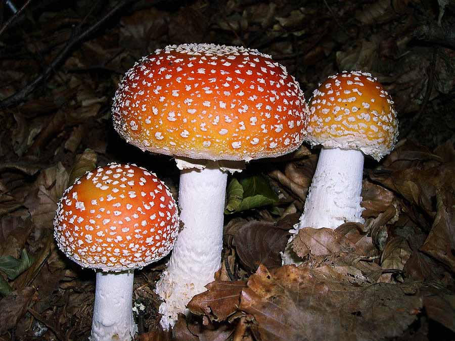 Amanita muscaria. Velenoso.