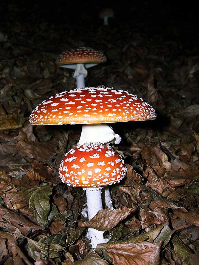 Amanita muscaria. Velenoso.