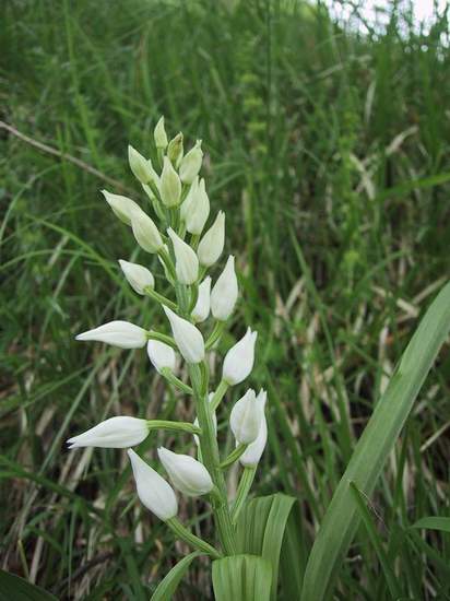 Cephalanthera longifolia