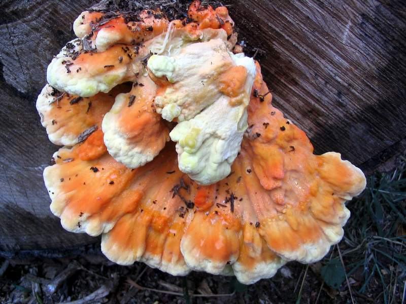 lignicolo (Laetiporus sulphureus)