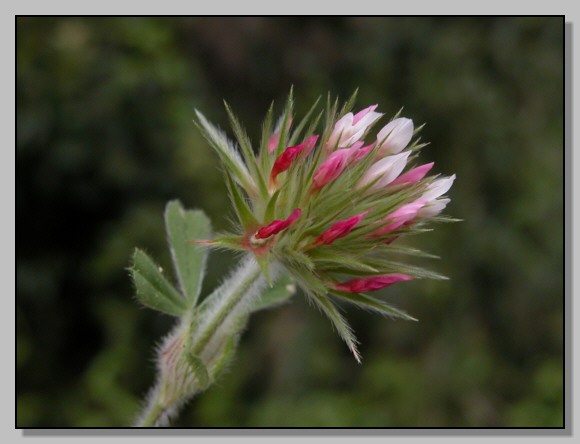 Borago, galactites, lagarus e altro