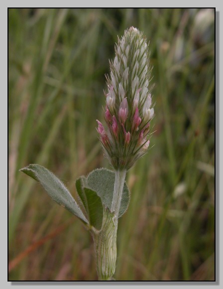 Borago, galactites, lagarus e altro