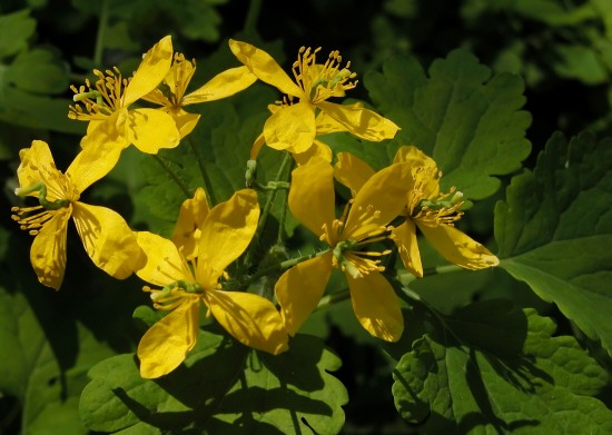 Chelidonium majus e Trifolium subterraneum