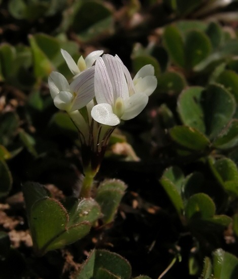 Chelidonium majus e Trifolium subterraneum