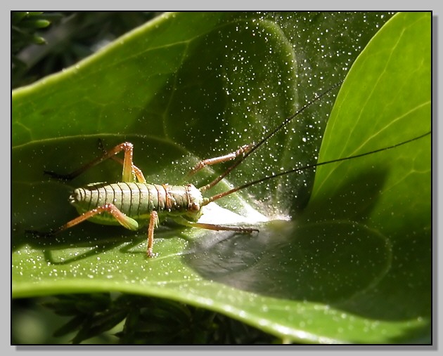 Lacon punctatus, Cetonia aurata