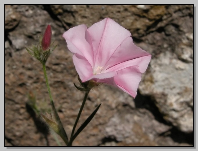 Colori caldi