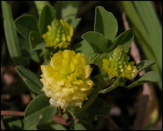 Bunias erucago, Sisymbrium officinale e Trifolium campestre