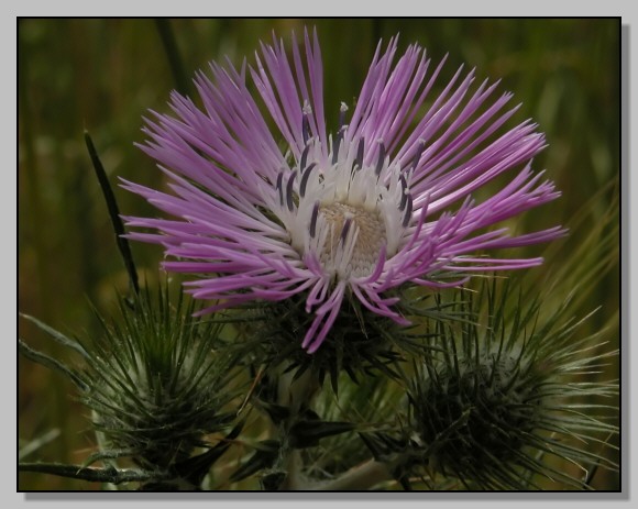 Borago, galactites, lagarus e altro