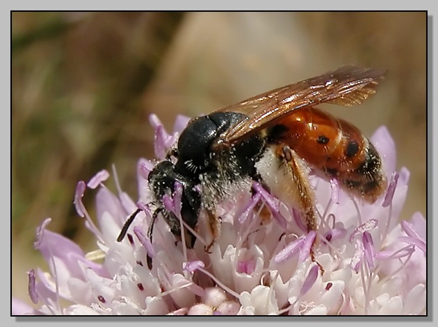 Polistes(?), ape inconsueta e strana bestiolina