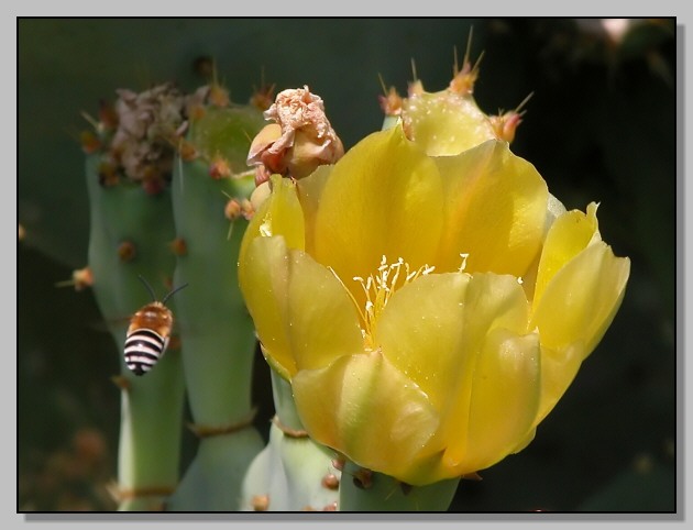 Opuntia ficus-indica / fico d''India