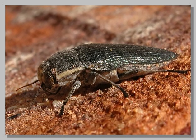 Buprestis novemmaculata (variazioni di disegno)