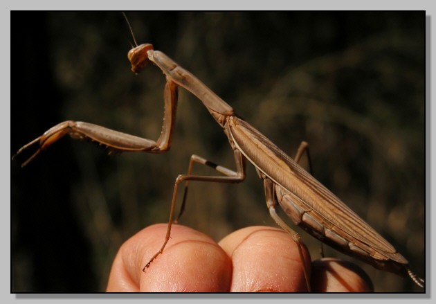 Mantide religiosa