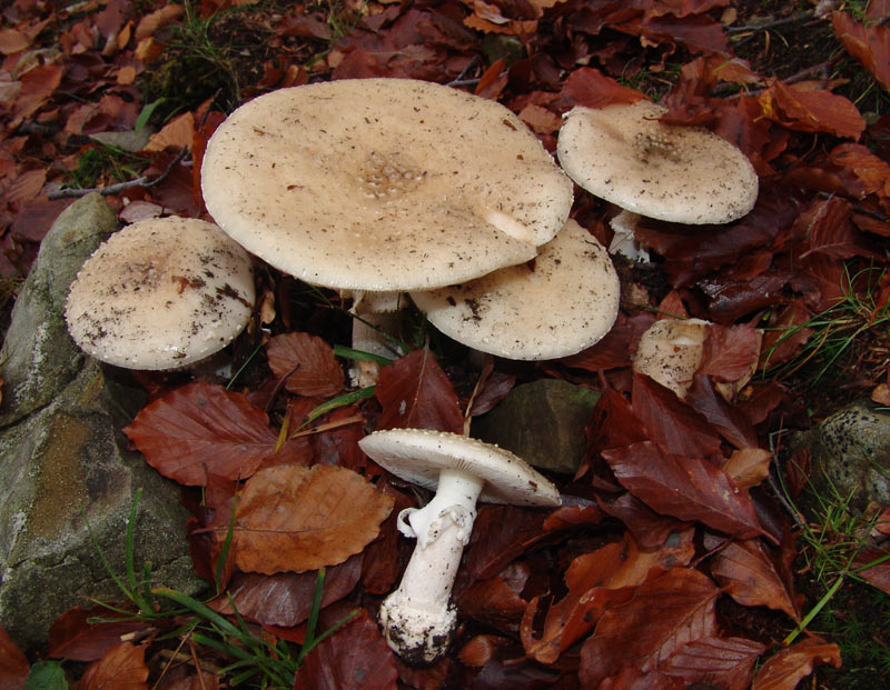 Muscaria particolare, Appennino Pistoiese