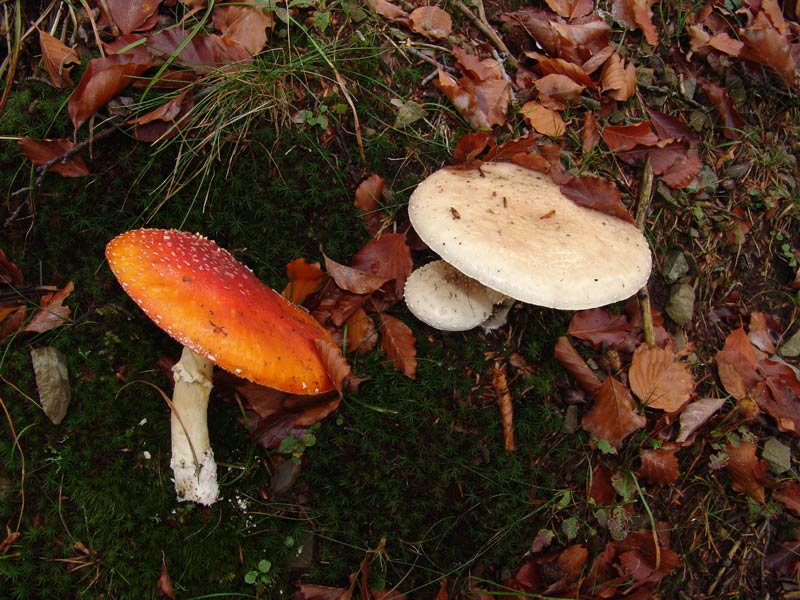 Muscaria particolare, Appennino Pistoiese