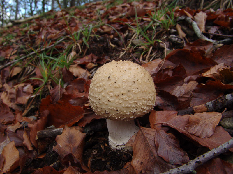 Muscaria particolare, Appennino Pistoiese