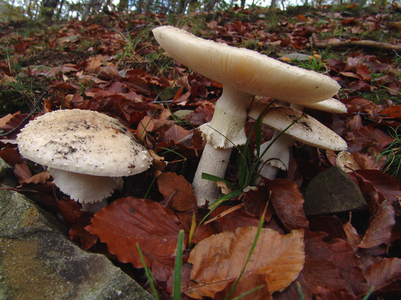 Muscaria particolare, Appennino Pistoiese