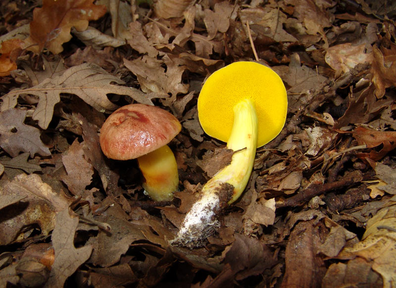 Funghi poco comuni:-  Aureoboletus gentilis