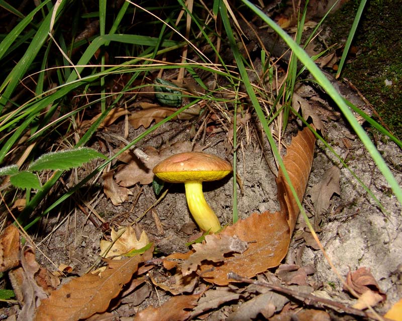 Funghi poco comuni:-  Aureoboletus gentilis