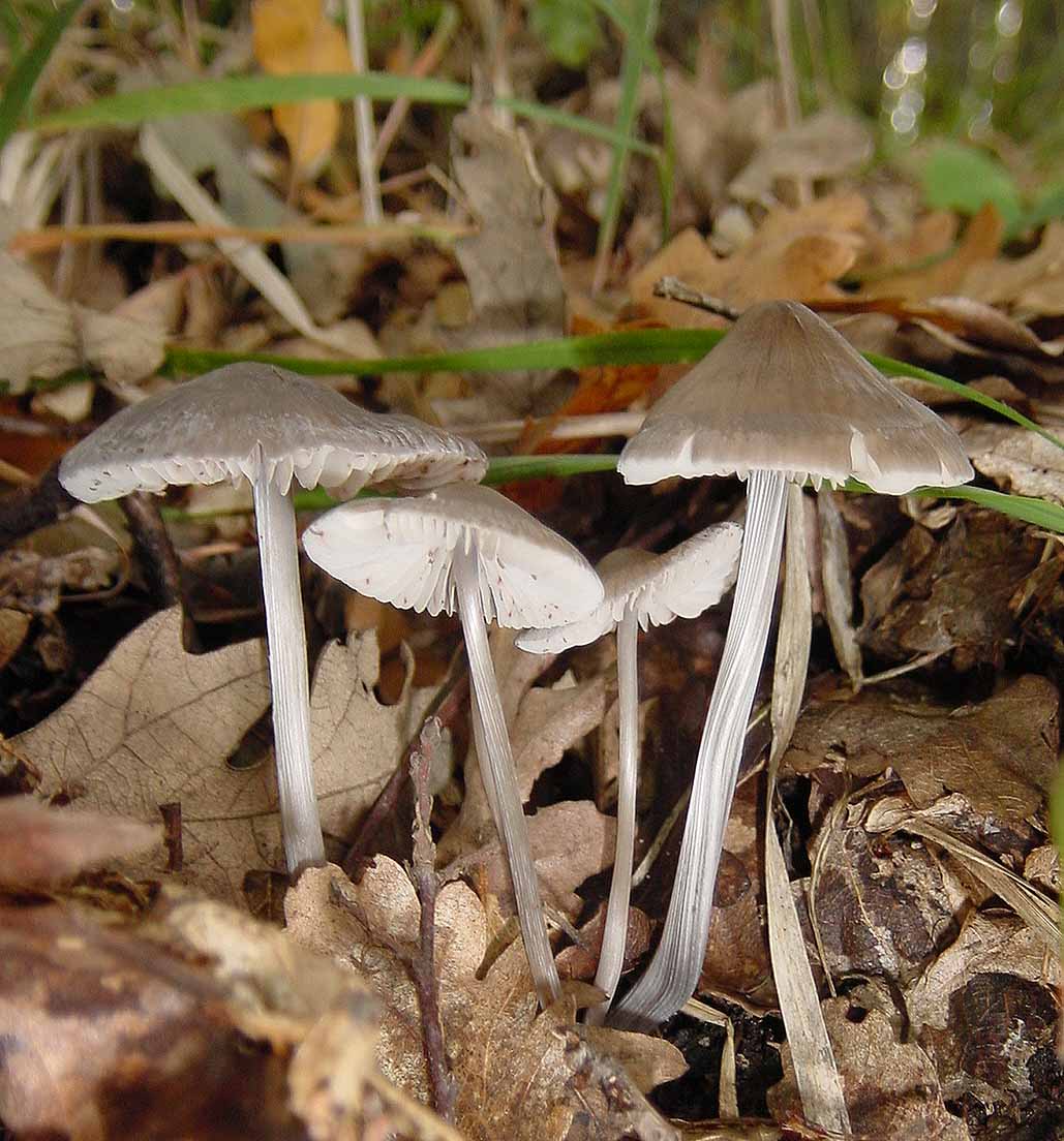 Mycena polygramma