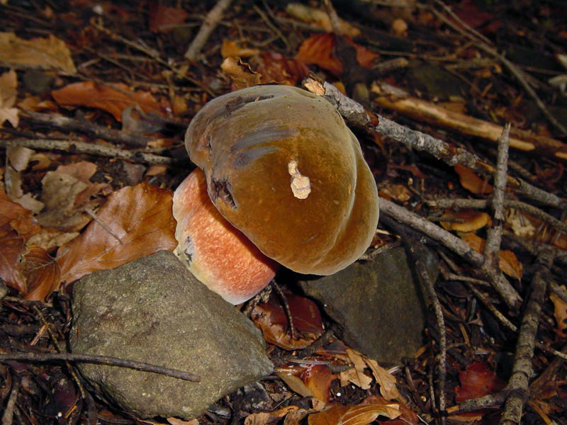 Boletus erythropus Pers.