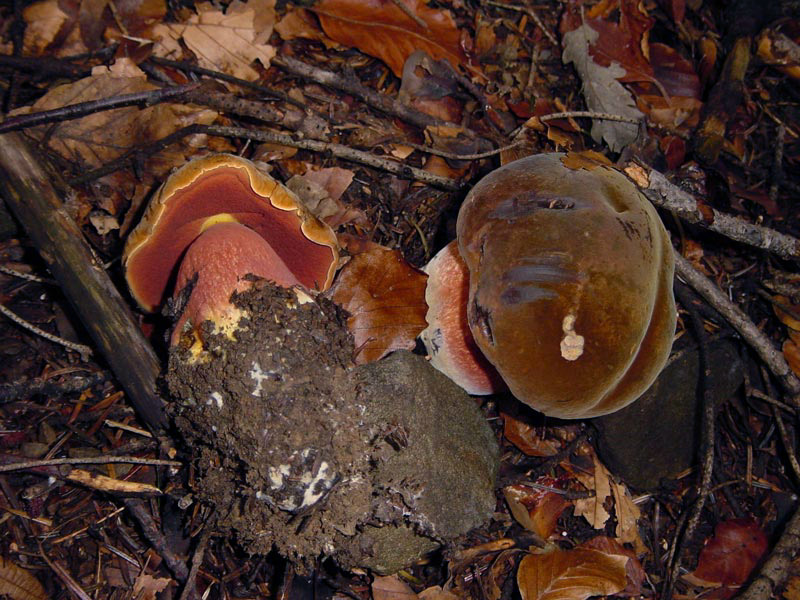 Boletus erythropus Pers.