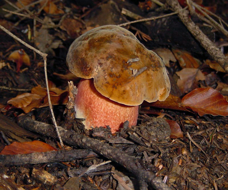 Boletus erythropus Pers.