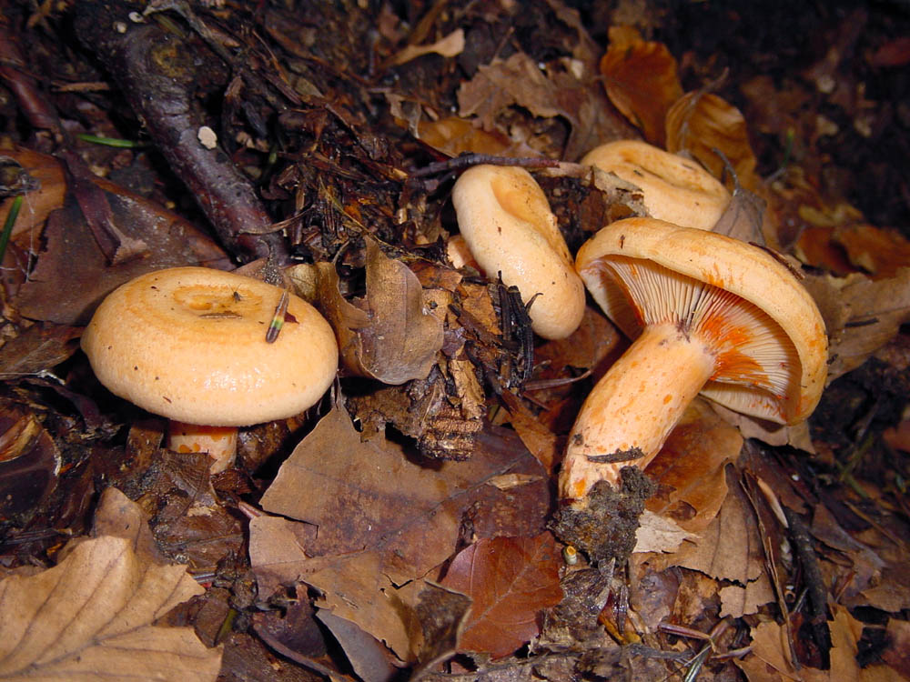 Lactarius salmonicolor