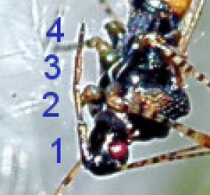 Gampsocoris punctipes