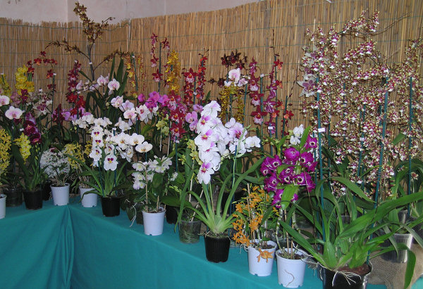 Orchidee a Monteporzio