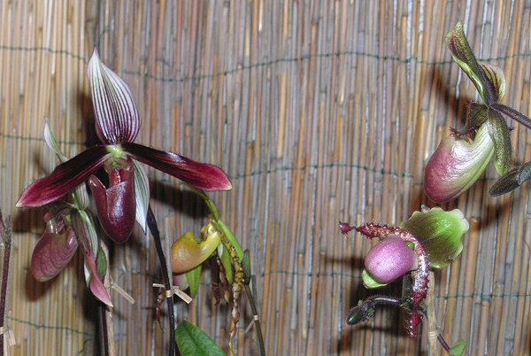 Orchidee a Monteporzio