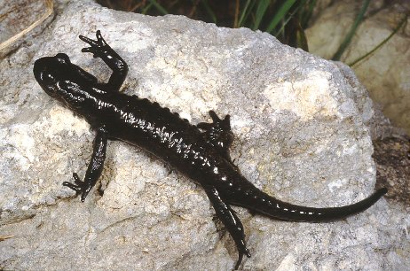 Una salamandra particolare