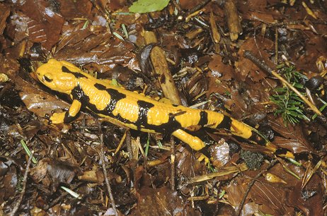 Una salamandra particolare