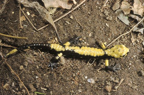 Una salamandra particolare