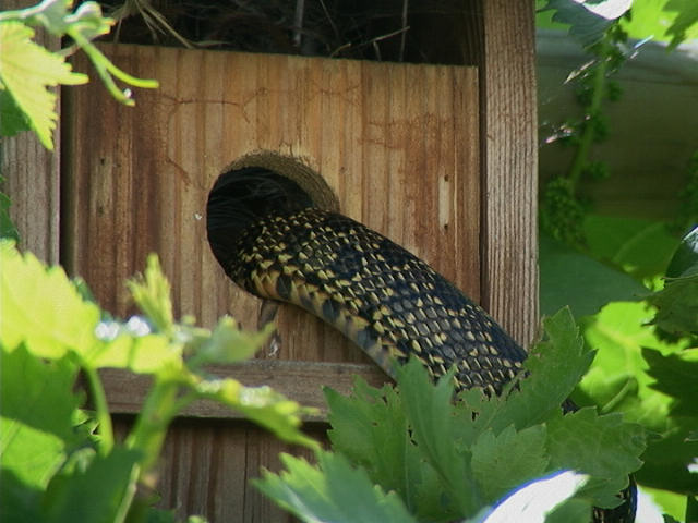 Predatore Hemorrhois hippocrepis