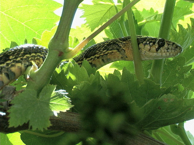 Predatore Hemorrhois hippocrepis