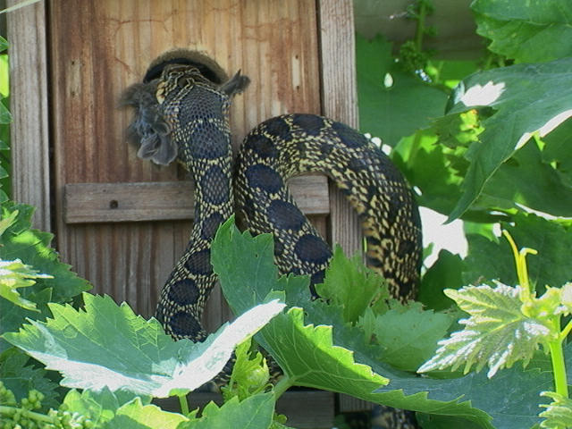 Predatore Hemorrhois hippocrepis