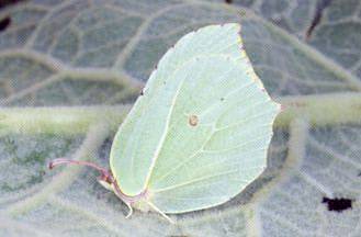 Euonymus europaeus / Fusaria comune, Berretto da prete