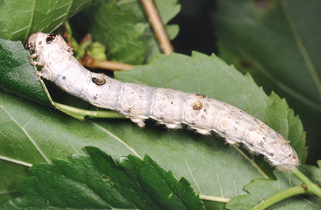 Morus nigra / Gelso nero