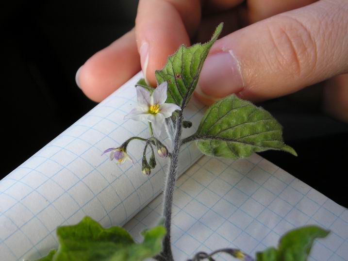 Paretaria officinalis,Echium vulgare,Solanum nigrum etc.